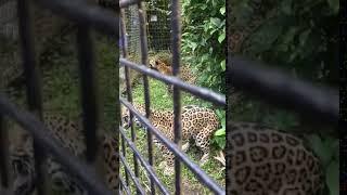 Jaguar Roar