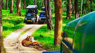 Nagarhole Close Encounter With Tiger  Kabini Safari  Nagarhole National Park