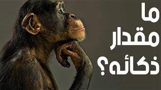 هل فعلاً القرود حيوانات ذكية ؟
