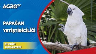 Papağan Yetiştiriciliği  Bizim Kümes - Agro TV