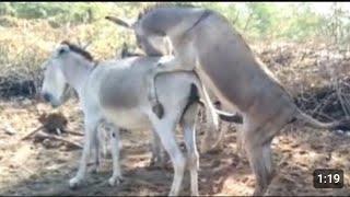 Semental Corindón caballos. Encuentro de primavera с лошадьми yeguas Cavalos