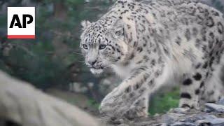 Two snow leopards arrive at UKs Chester Zoo for the first time