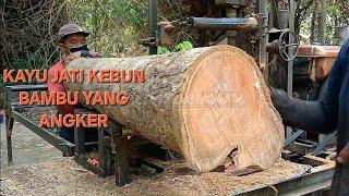 Woww‼️Galih Kayu Jati Sungu-Di Rajang Gergaji Bandsaw Rakitan