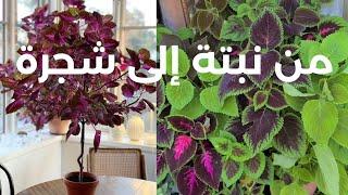 تدريب نبات الكوليس إلى شكل شجرة Coleus tree