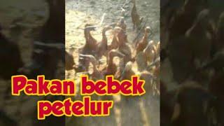 Bebek petelur umur 3 bulan