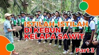 Mengenal Istilah-Istilah Di Kebun Sawit Part 3