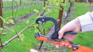 The ONE Vineyard Tool I Cant Live Without.  Growing Grapes in The Backyard.