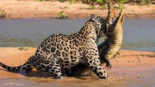 Top 10 CRAZIEST Animal Fights Caught On Camera