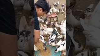 puncak nafsu makan entok waktu terbaik pemberian pakan #viral #muscovyduck #shorts