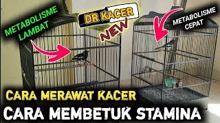 ILMU GRATIS‼️MENGAPA KACER KURANG STAMINA ? KACERMU GAK RESPON? KACERMU GAK KONSLET?