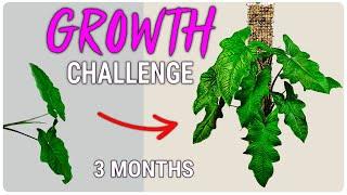 Watch This Syngonium Plant Transform In 100 Days- You Wont Believe Your Eyes