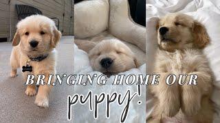 BRINGING HOME OUR GOLDEN RETRIEVER PUPPY