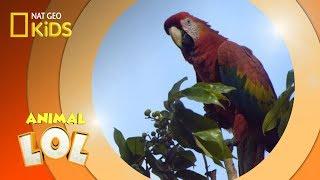 Macaw Celebrity Sighting  Animal LOL