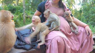 Baby Angela and Shakira are angry with Franka who is here trying to get milk from KT mom too.