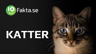 10 fakta du antagligen inte visste om katter