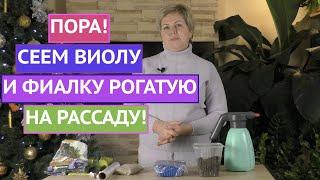 ВСЕ СЕКРЕТЫ ПОСЕВА ВИОЛЫ И ФИАЛКИ РОГАТОЙ