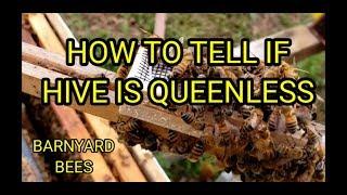 How To Tell If Hive Is Queenless