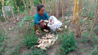 DI BANTU MAK GIYEM MASUKKAN JAGUNG KE KARUNG