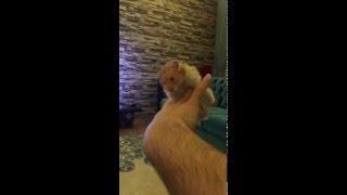 Cute hamster