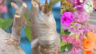 Grafting Techniques To Get Multi-Colored Bougainvillea Flowers In One Plant