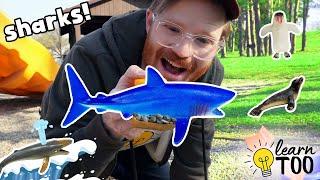 Sharks And More Sea Animals at the Park   Part 3  Learn Ocean Animals Sharks for Kids