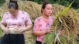 Ly Thi Ca Is 3 Months Pregnant - Harvest Rice & Cooking