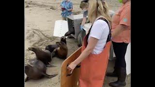 Sea Lion Release For World Oceans Day