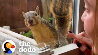 Wild Squirrel Taps On Womans Window To Play  The Dodo