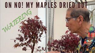 Oh No My Maples Dried Out - Watering Your Bonsai