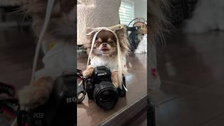 Mirror Selfie Dog’s Version   #LUNCHByBillieEilish #Lunch #MirrorPic #music #chihuahuaoftheday