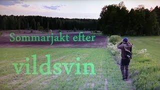 Jaktbloggen Sommarjakt efter vildsvin