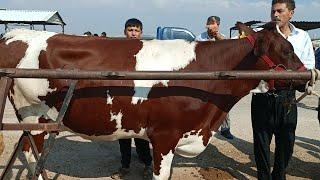 سوق البقر في معرة مصرين بكيرة والدة الدفع ٢٦٠٠الخصم٢٧٠٠ثنويا دنمركي نخب اول بتاريخ 725لتواصل 994408
