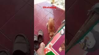 Kucing Aktif #viral #shorts #kucingaktif