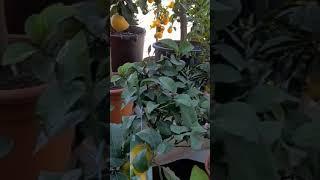 Zitronenbaum