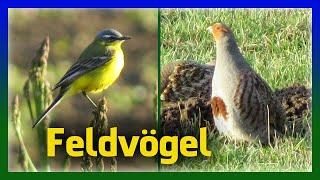 Feldvögel bestimmen  Vögel im Ackerland erkennen