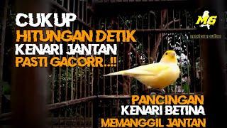 PANCINGAN KENARI BETINA MEMANGGIL JANTAN PALING TOPCER#kenari #kicaumania #kenarigacor #kicau