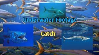 Underwater Footage Catching Fish Rapala  and Jigging lure