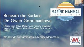 Beneath The Surface Worldwide Contaminants in Marine Mammals With Dr.  Gwen Goodmanlowe