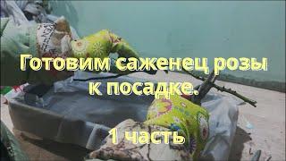 Готовим саженец розы к посадке 1 часть. Питомник растений Е. Иващенко