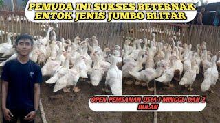 PEMUDA INI sukses beternak entok jumbo blitar di medan sumatra utara