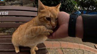 Orange cat asking for affection in a cutest way