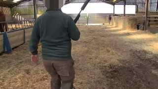 TB Free England Cattle shot at David Bartons farm