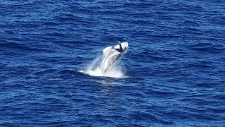 Humpback Whales in Oahu Hawaii January 2023