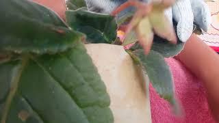 my gloxinia plant has pink flower