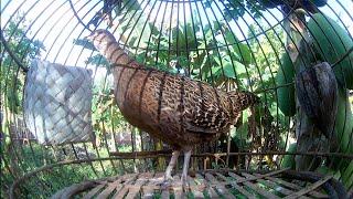 Ayam hutan hijau Betina Gacor Cocok Untuk pancing Pejantan yang malas koker