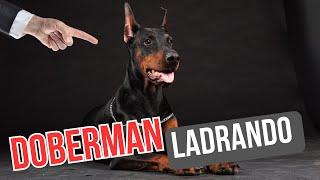  El mejor Sonido de Perro doberman Ladrando muy fuerte