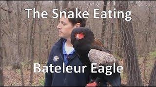 The snake eating Bateleur Eagle