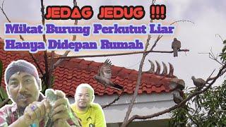 Mikat Burung Perkutut Liar Hanya Didepan Rumah @BambangChanneLBCL