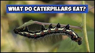 What Do Caterpillars Eat?