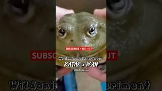 DNA ikan dan Katak digabung #wildanimalexperiment #fiksi #animal #science